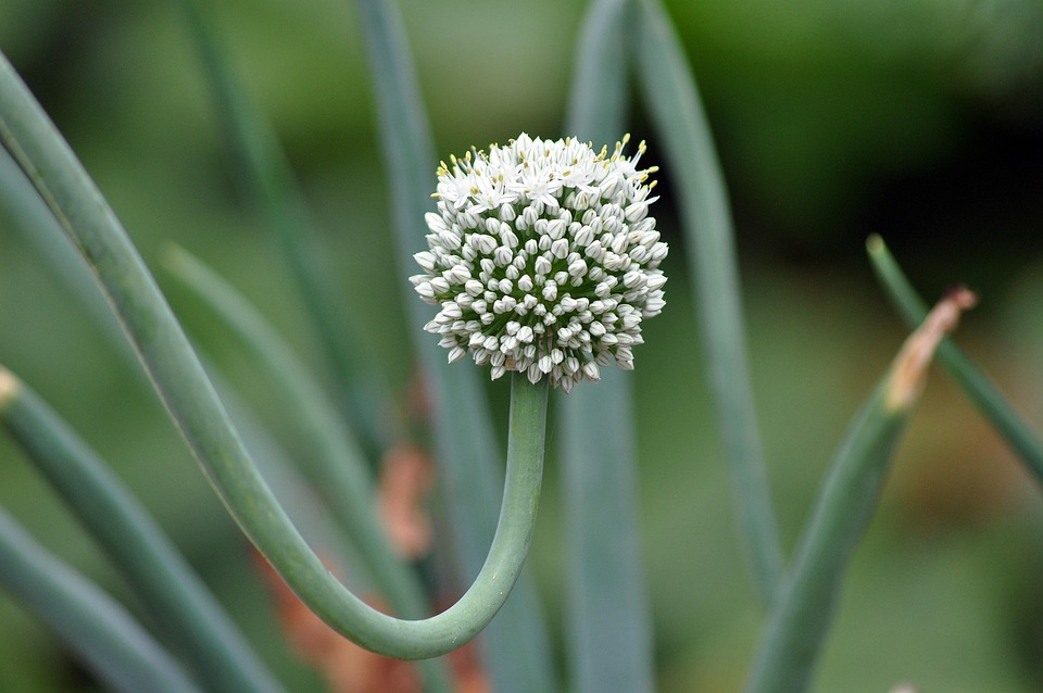 Засаждане на лук през пролетта: Съвети и стъпки Засаждане на лук през пролетта: Съвети и стъпки