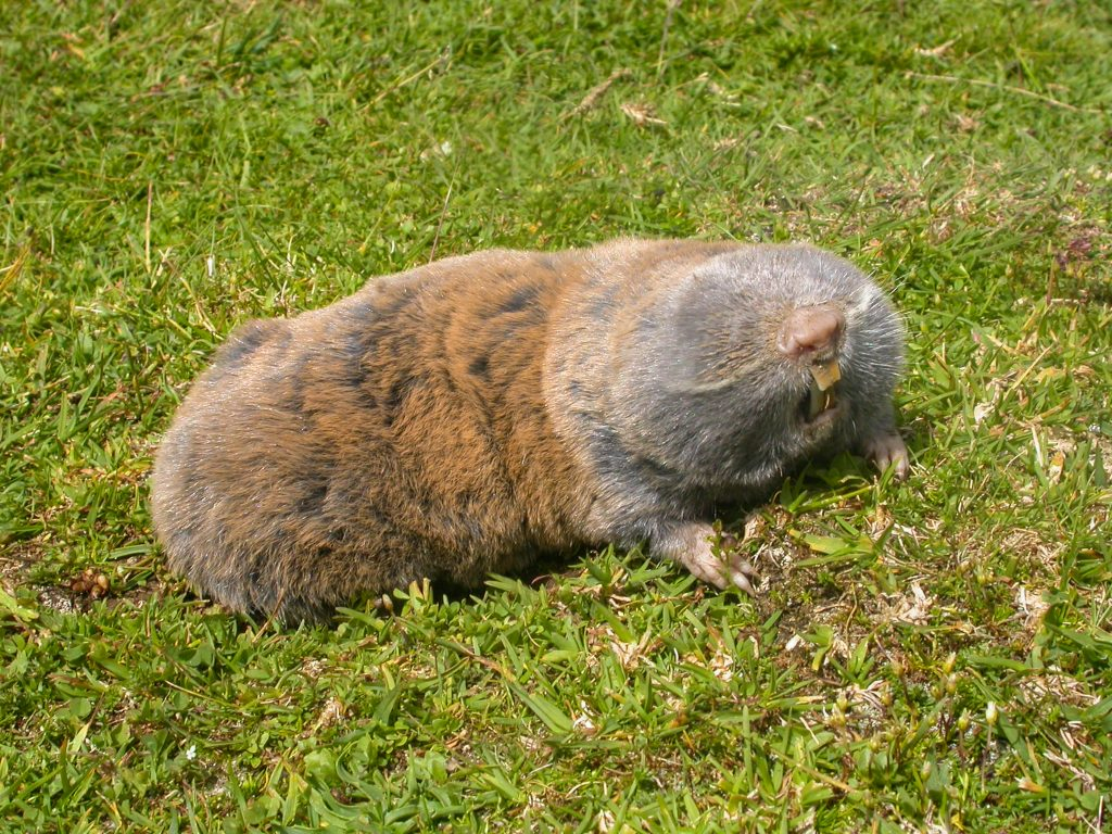 Борба със сляпо куче: Всичко, което трябва да знаете Борба със сляпо куче: Всичко, което трябва да знаете