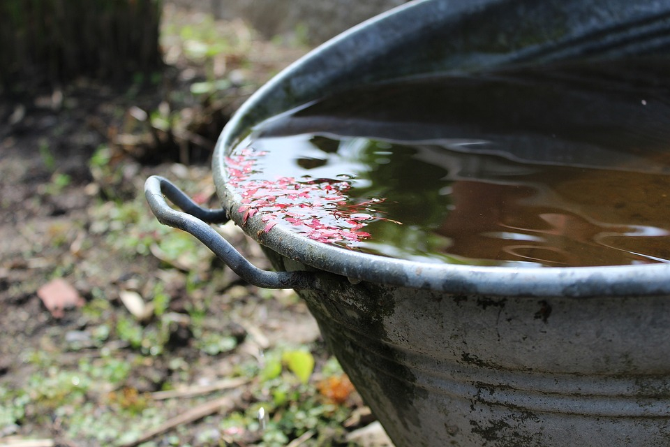 ПОЛИВАЙТЕ РАЗСАДА С ДЪЖДОВНА ВОДА ИЛИ С РАЗТОПЕН СНЯГ