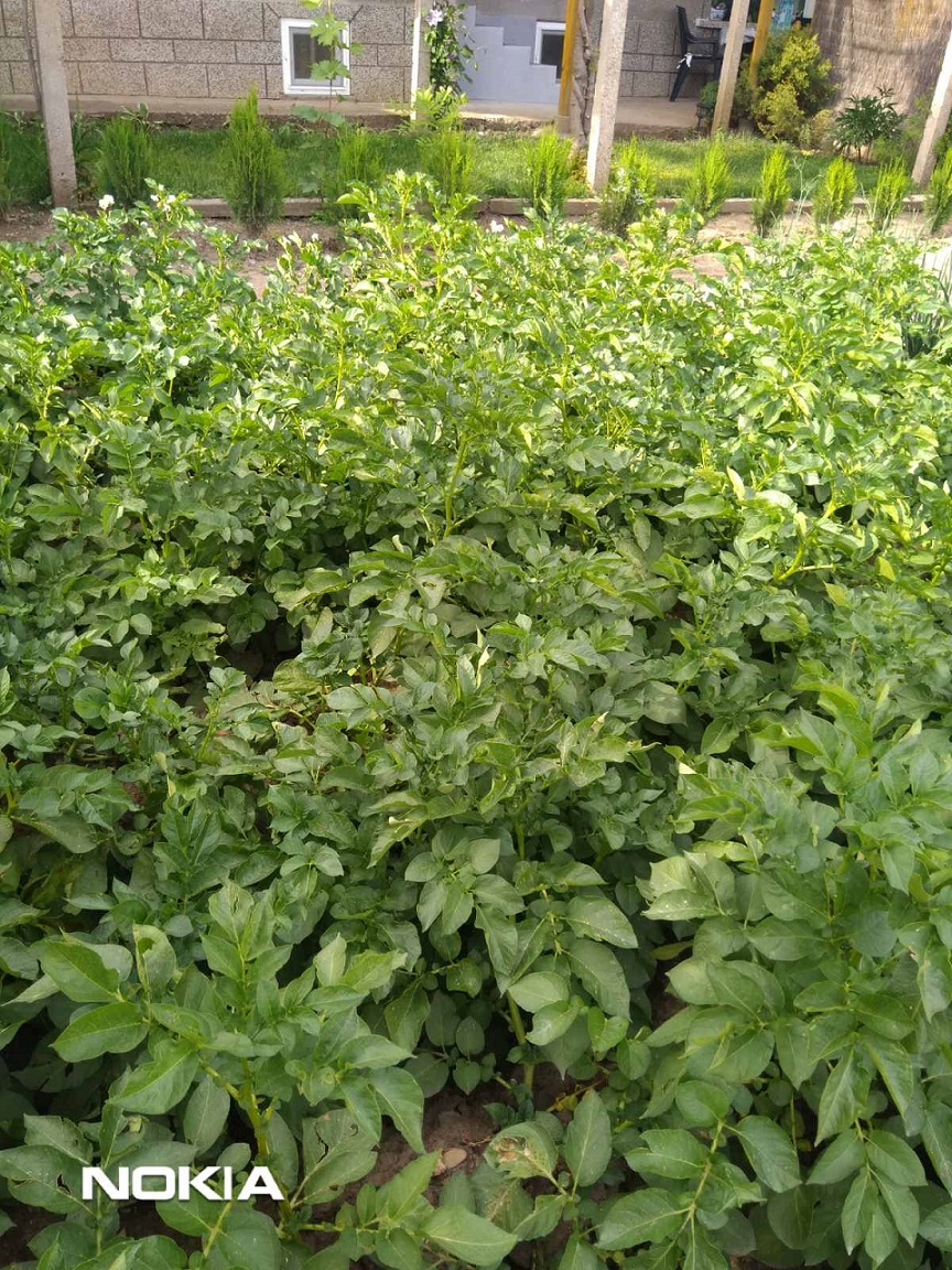 БИОНА БР ПАУЪР &ndash; ВЪЗСТАНОВЯВАНЕ НА РАСТЕНИЯТА СЛЕД ГРАДУШКА