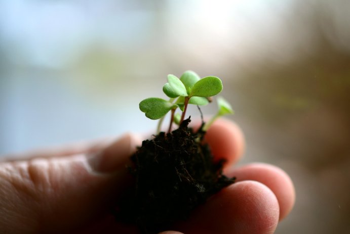 Човешка ръка, която държи в пръстите си почва с разсад