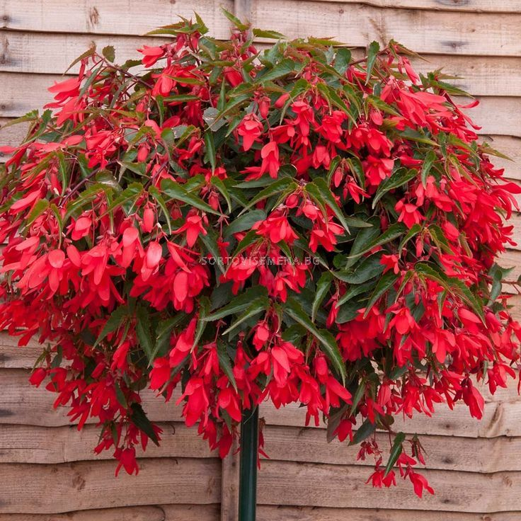 БЕГОНИЯ БЕРТИНИ &ndash; ВОДОПАД ОТ КРАСОТА!