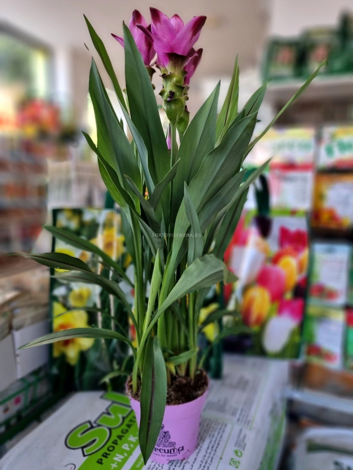 ЦВЕТЯ В САКСИИ