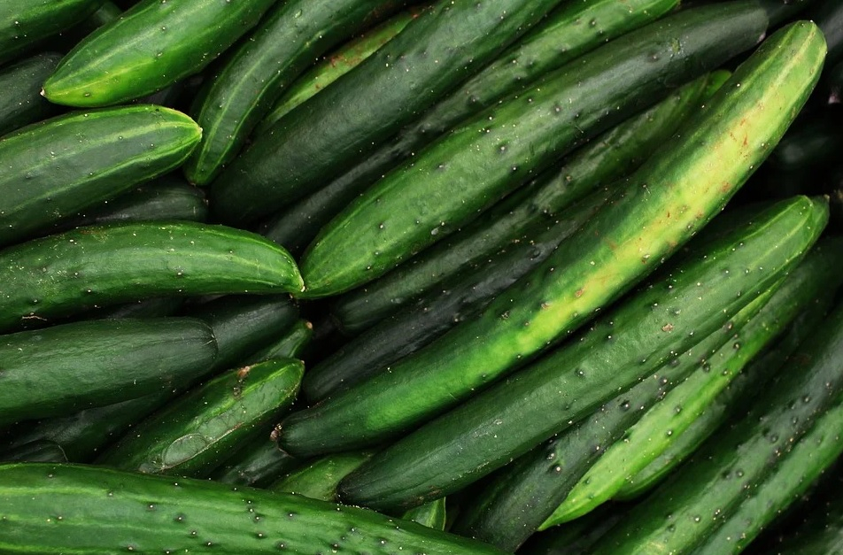 ДИРЕКТНА СЕИТБА НА КРАСТАВИЦИ