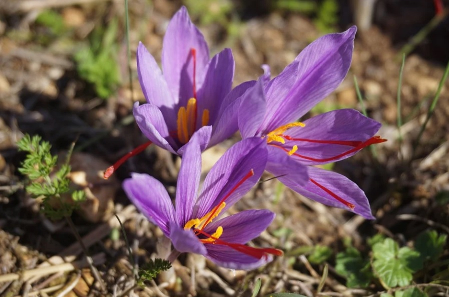 ШАФРАНЪТ &ndash; КУЛИНАРНОТО ЗЛАТО!